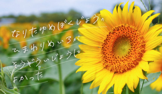 成田ゆめ牧場のひまわり迷路が想像以上に良かった！見頃は8月下旬まで！